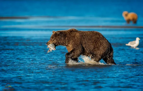 Picture nature, river, fish, bear
