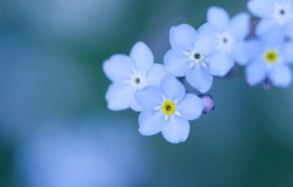 Macro, flowers, background, tenderness, color, petals, blur, blue