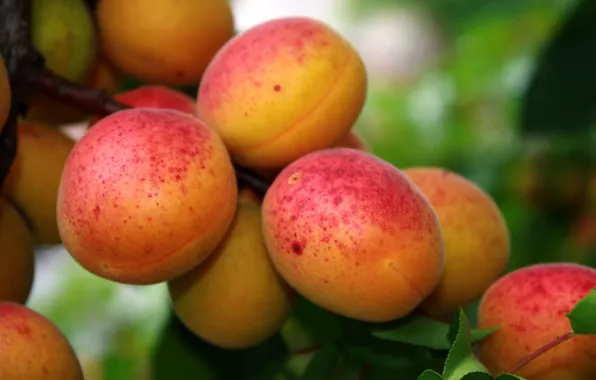 Leaves, trees, nature, fruit, apricots