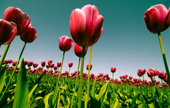 The sky, flowers, nature, spring, tulips, plantation