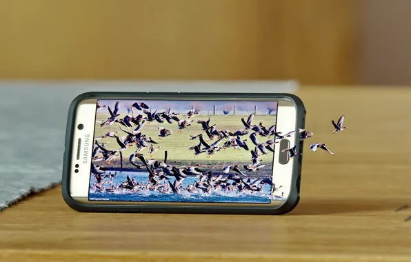 Picture birds, nature, smartphone, Samsung, Samsung Galaxy S6 Edge