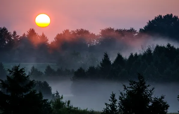 The sun, trees, sunset, nature, fog, river, the evening