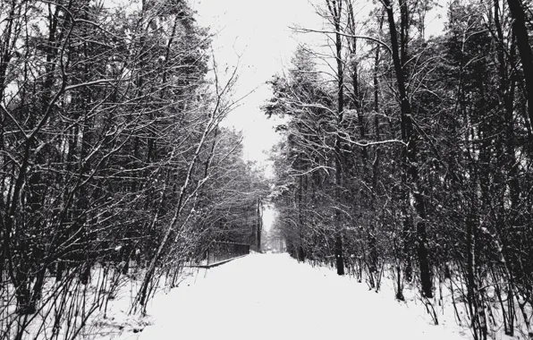 Picture Winter, Trees, Snow, Frost, Track, Winter, Frost, Snow