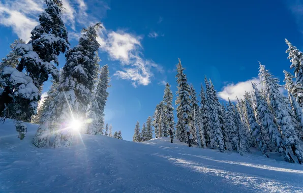 Winter, forest, the sky, clouds, snow, landscape, nature, slope