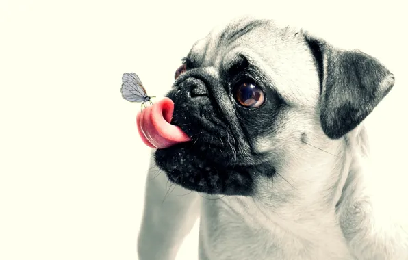 Animal, butterfly, dog, pug, puppy, puppy, dog, butterfly