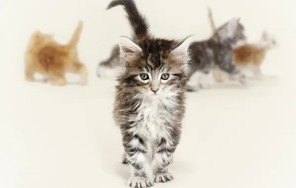 Eyes, look, Cats, kittens, floor, red, grey, art