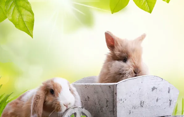 Grass, leaves, the sun, rays, branches, nature, animal, holiday