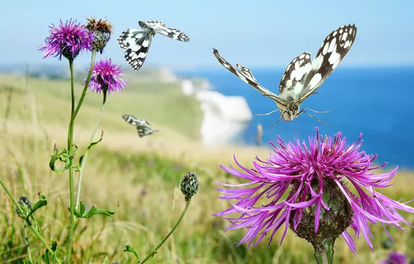 Picture flower, nature, butterfly, plant, moth, weed