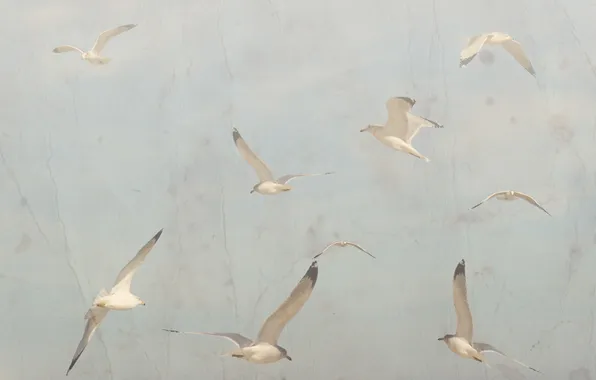 The sky, background, bird