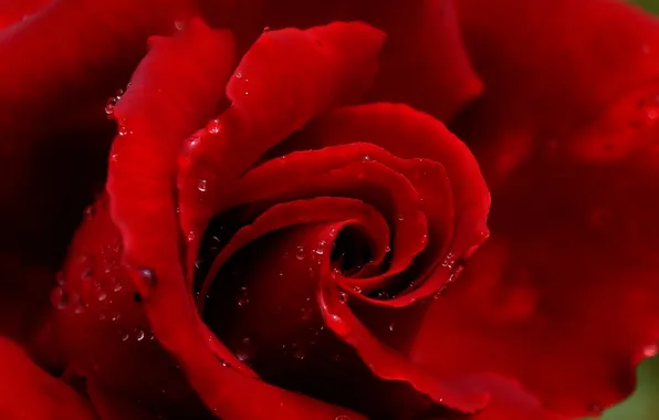 Rose, flower, blooming