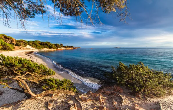 Sand, sea, greens, beach, the sky, the sun, clouds, trees