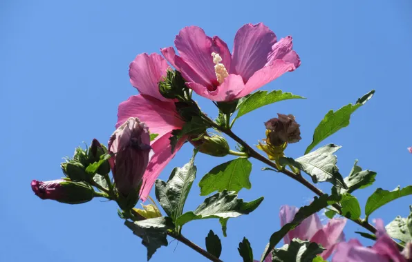Hibiscus, Meduzanol ©, summer 2018