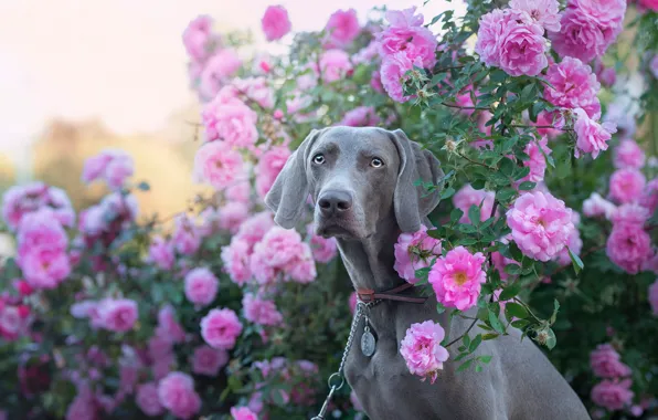 Picture look, face, flowers, roses, dog, rose Bush, The Weimaraner, Weimar pointer