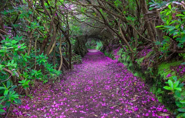 Trees, Park, petals, the tunnel, Ireland, alley, the bushes, ireland