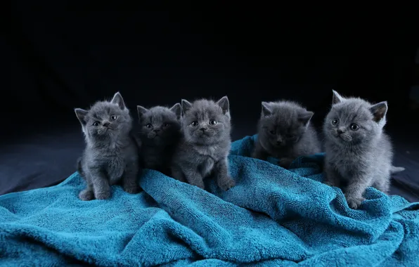 Cats, kitty, blue, kittens, black background, kitty, kids, grey