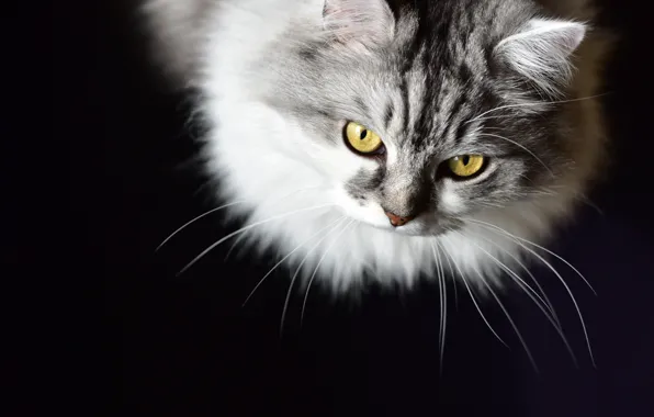 Cat, cat, look, portrait, muzzle, monochrome, black background