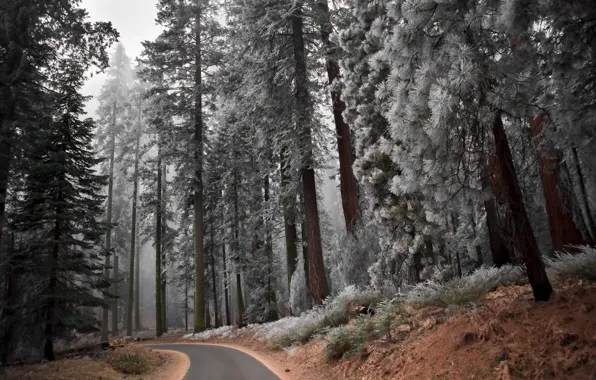 Road, forest, trees, landscape