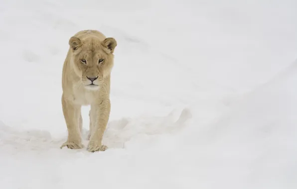 Picture winter, face, snow, predator, walk, lioness, wild cat, zoo