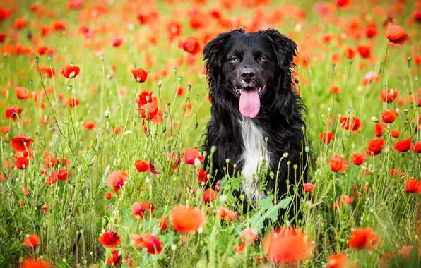 Field, language, summer, look, face, flowers, nature, pose