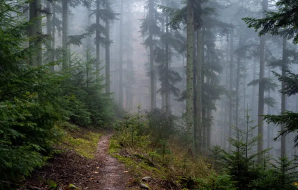 Forest, trees, nature, fog, path