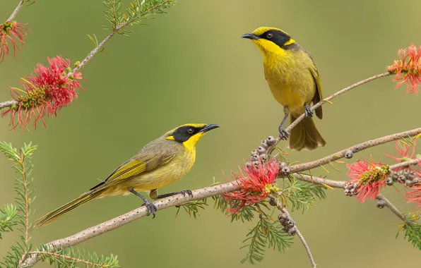 Picture flowers, branches, bird, feathers, pair