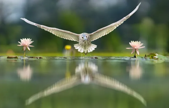 Picture WATER, WINGS, FLIGHT, LILY, BIRD, REFLECTION