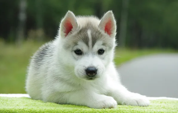 Background, dog, puppy