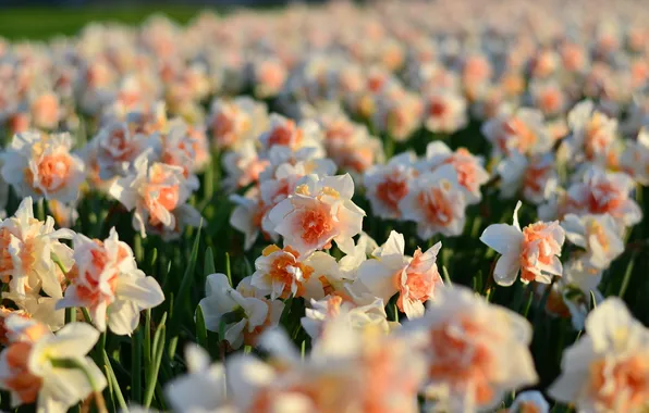Field, light, flowers, blur, spring, white, orange, a lot
