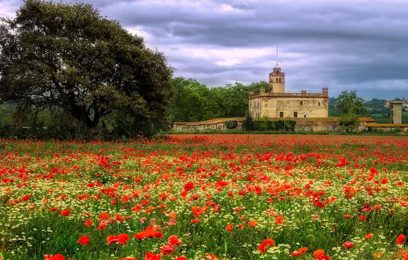 Field, summer, clouds, trees, flowers, castle, Maki, meadow
