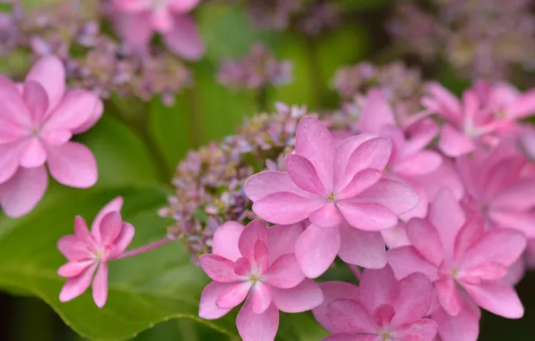 Macro, hydrangea, inflorescence