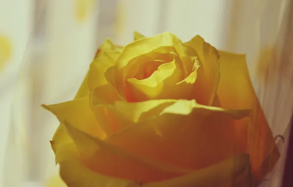 Picture rose, petals, yellow