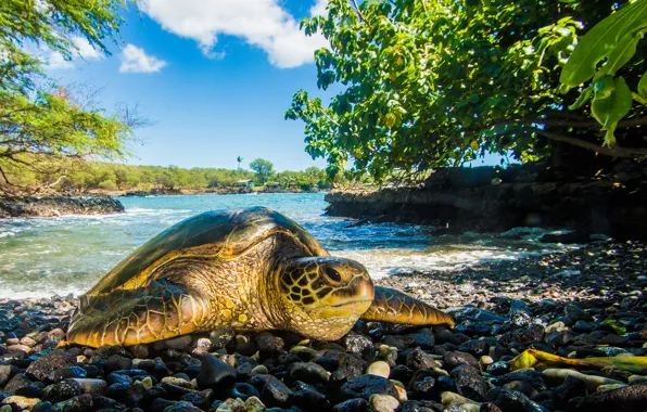 The sky, trees, stones, turtle, Bay