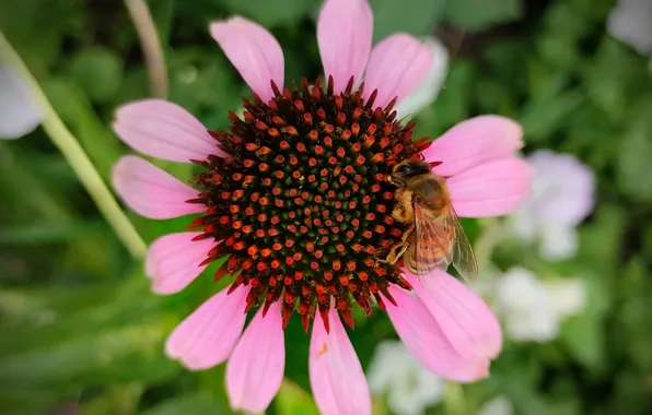June, bee, Echinacea