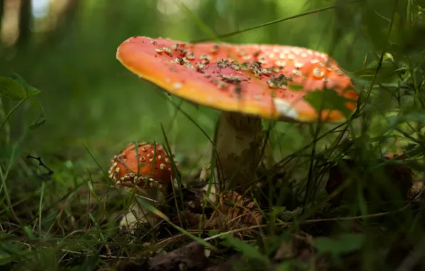 Forest, grass, mushrooms, mushroom, family