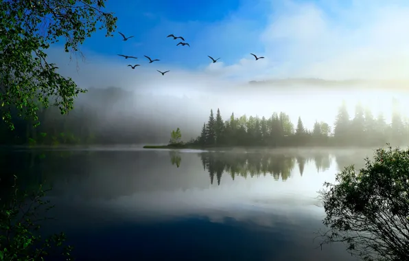 Forest, flight, birds, branches, fog, lake, pond, reflection