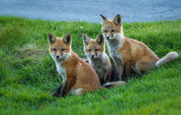 Grass, shore, three, Fox, trio, pond, Fox, Fox