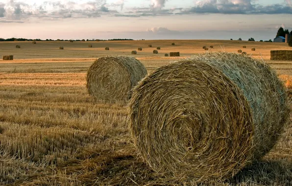 Field, summer, landscape, hay