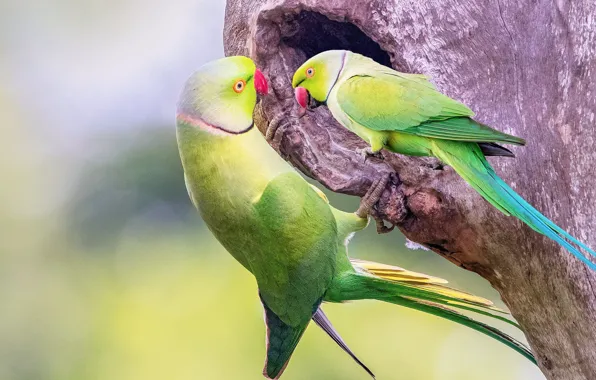 Pose, background, tree, green, parrots, the hollow, communication, two parrots