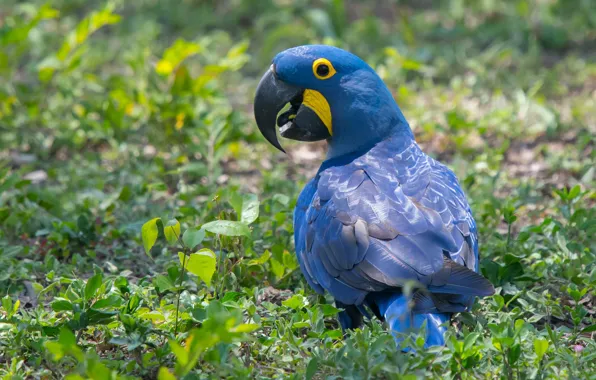 Picture grass, nature, bird, parrot