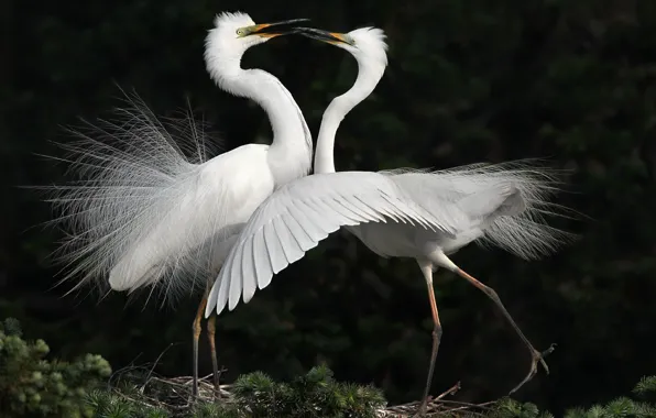 Picture birds, dance, white, herons