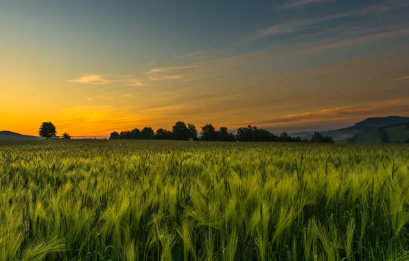 The sky, rye, ears, cereals, rye field