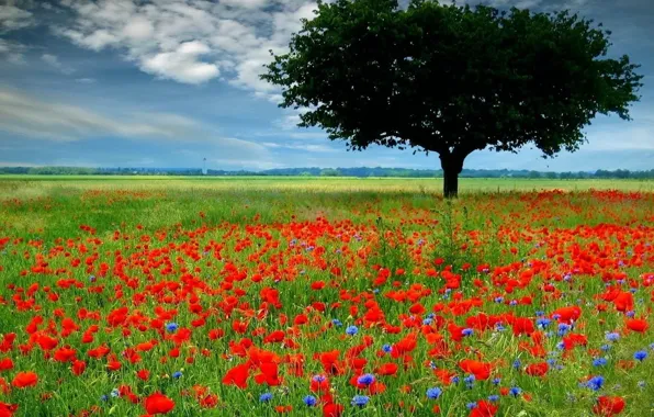 Field, flowers, tree, Maki, 153