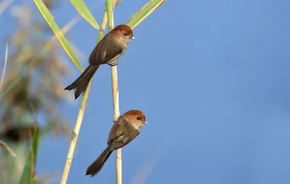 The sky, branches, bird, plant