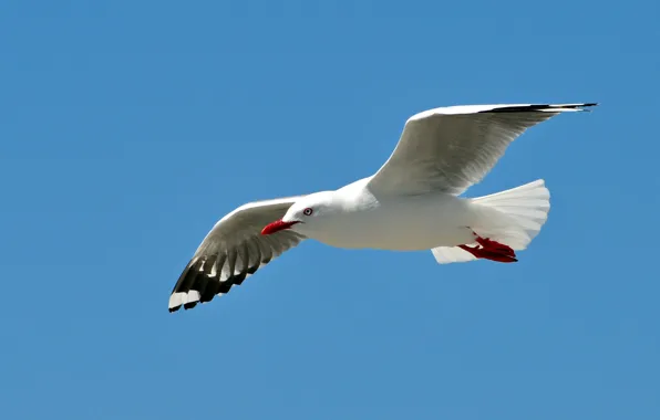 The sky, flight, bird, wings, Seagull, stroke