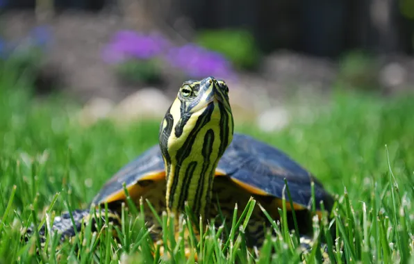 Grass, nature, background, turtle, portrait, face, bug, bokeh