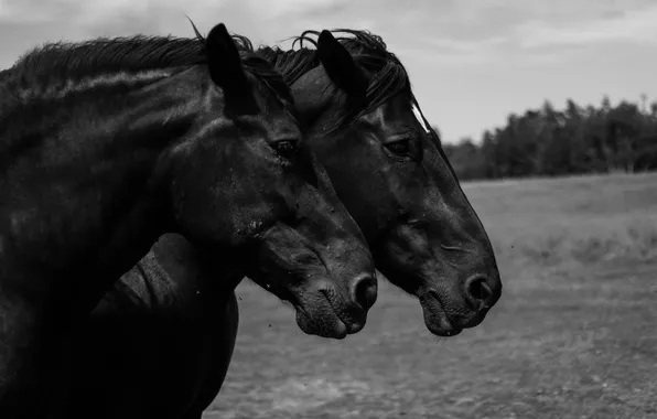 Picture black, horses, wild