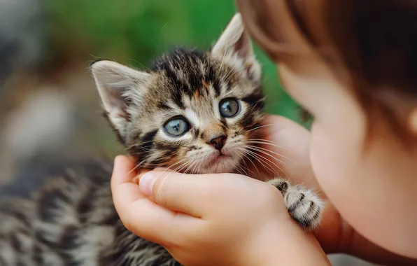 Cat, look, face, kitty, grey, child, hands, girl