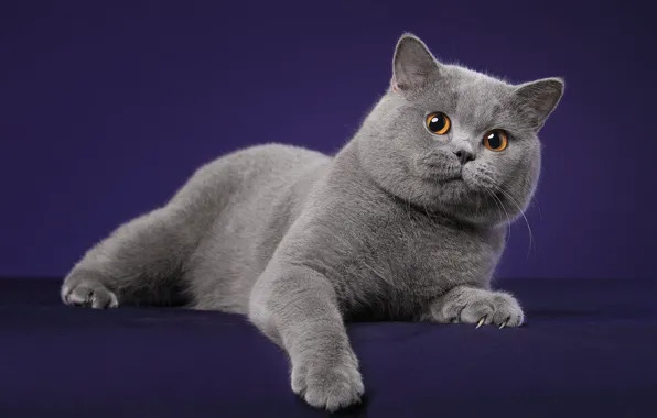 Cat, cat, look, pose, grey, lies, face, British