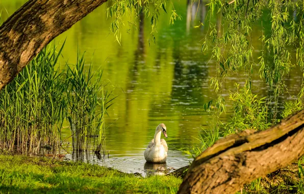 Summer, lake, Swan