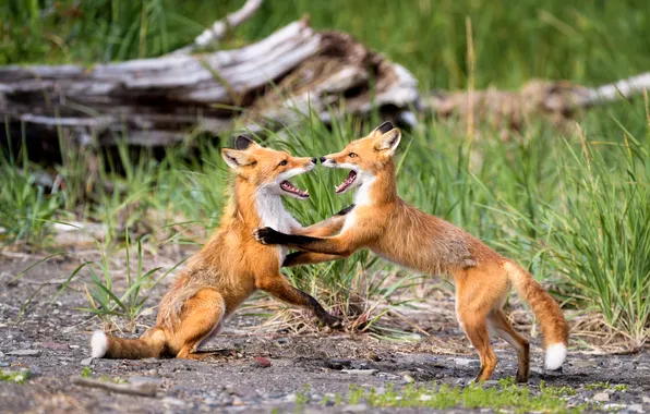 Nature, glade, the game, Fox, Fox, red, a couple, poses